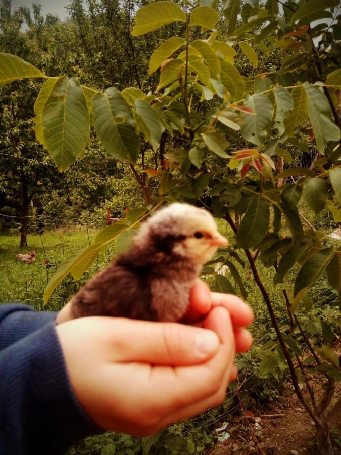 Agroturystyka U Babci Czchow Exteriör bild