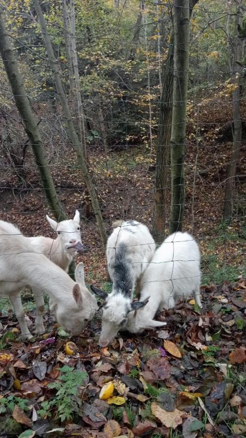 Agroturystyka U Babci Czchow Exteriör bild