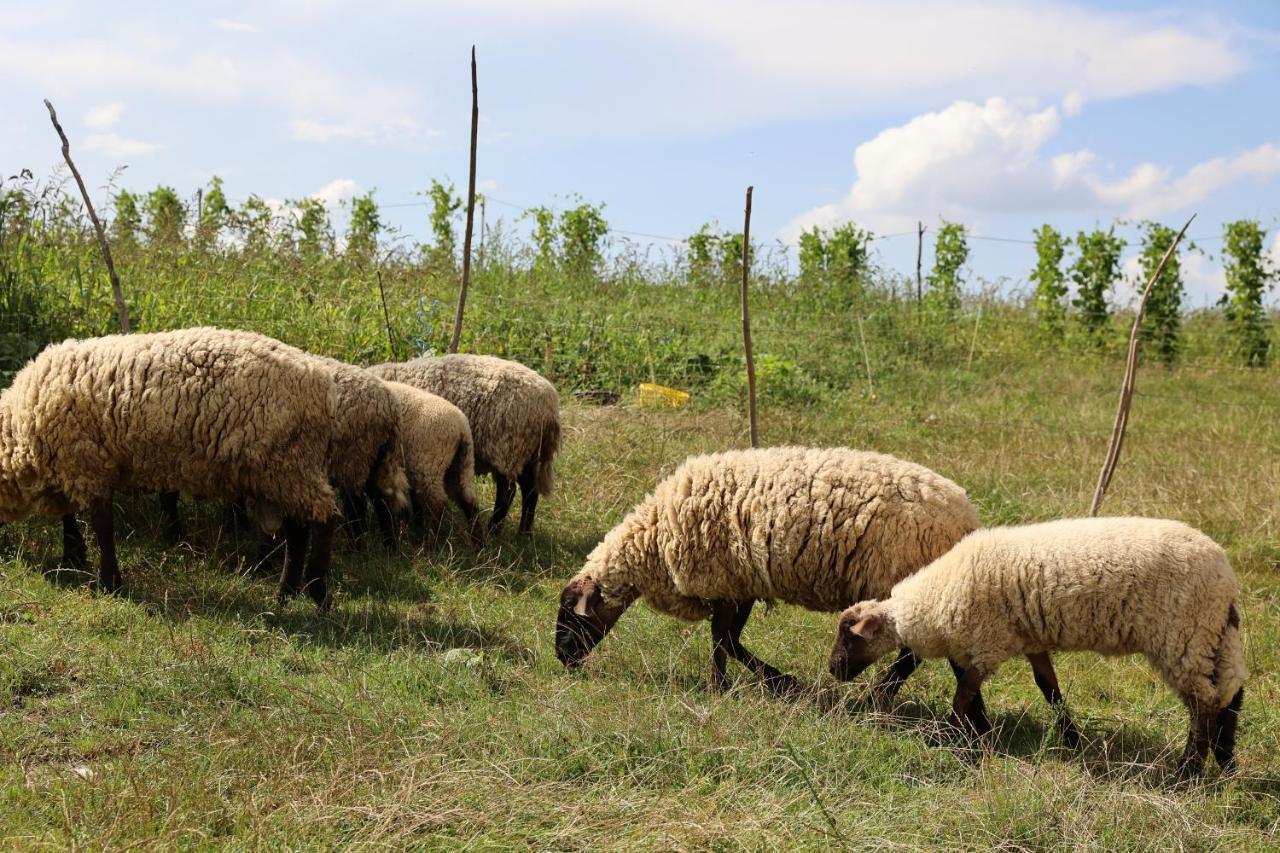 Agroturystyka U Babci Czchow Exteriör bild