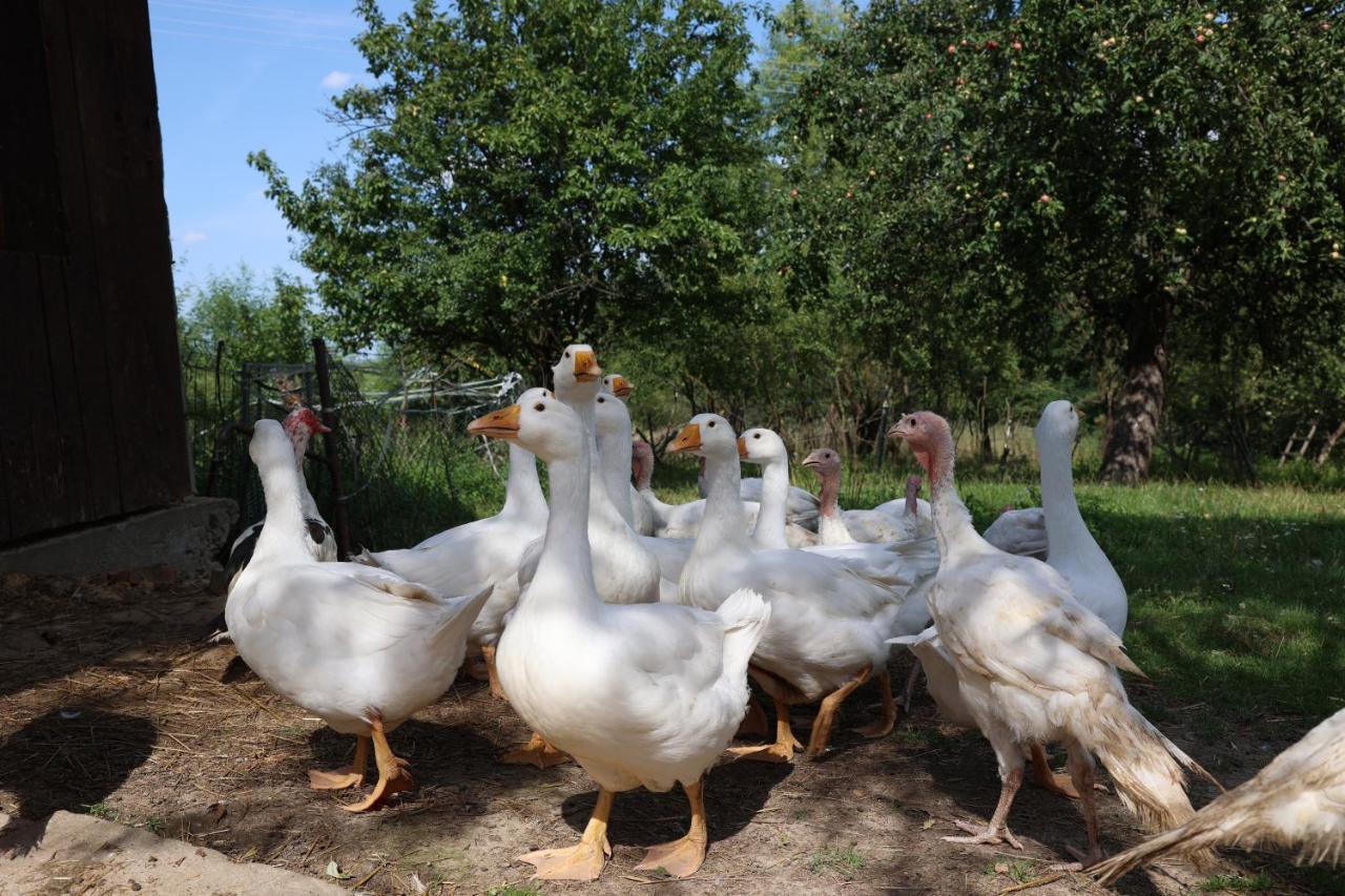Agroturystyka U Babci Czchow Exteriör bild