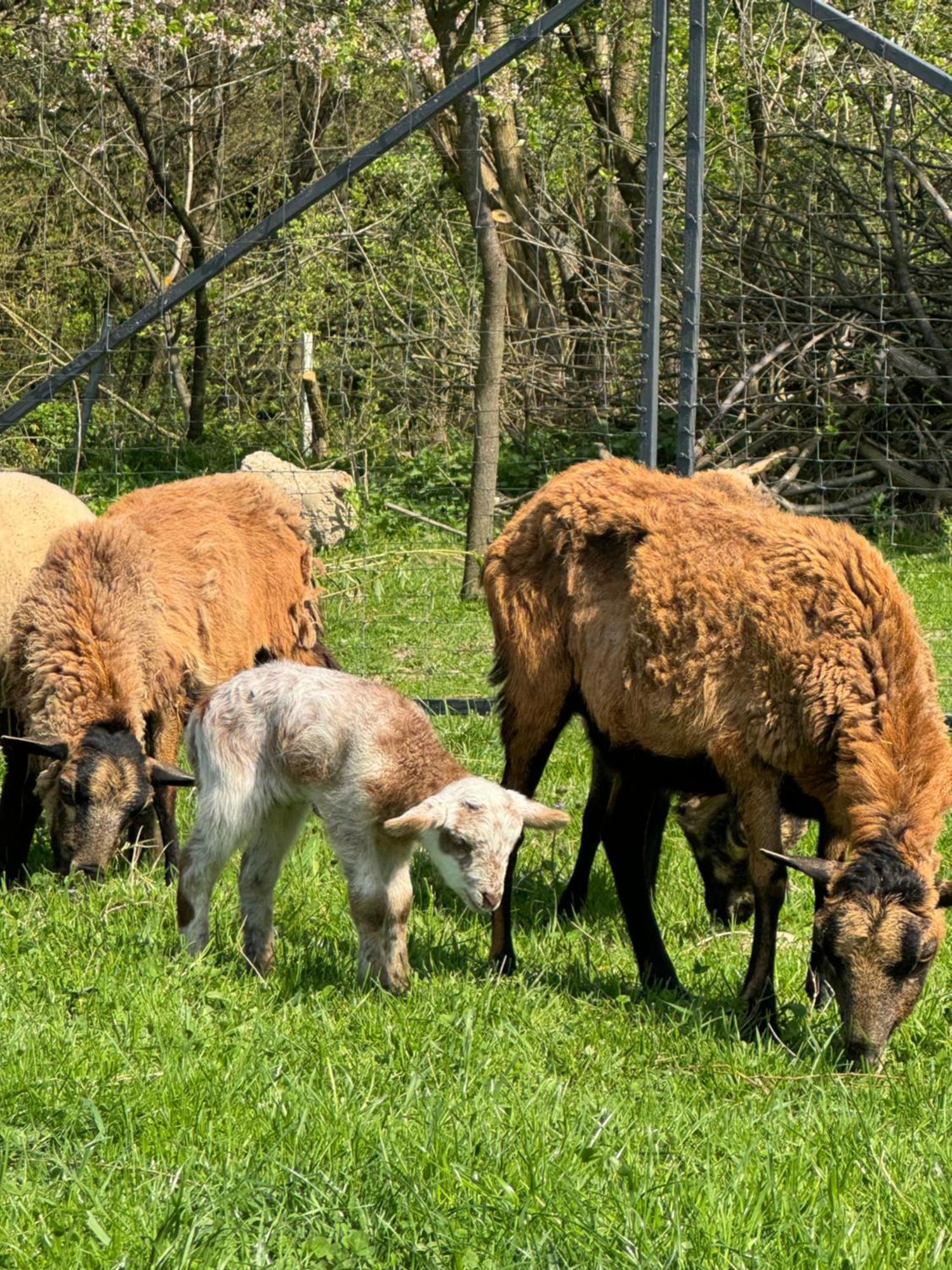 Agroturystyka U Babci Czchow Exteriör bild